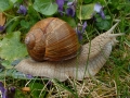 Weinbergschnecke's Avatar