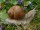 Weinbergschnecke's Avatar